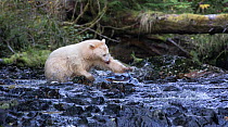 Kermode Bear (Ursus americanus kermodei) attempts to catch salmon, Great Bear Rainforest, British Columbia, Canada.