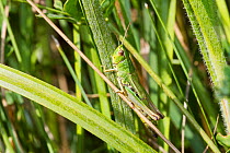 Common Green Grasshopper (Omocestus viridulus)  Brockley Cemetery, Lewisham, England, UK,  September.