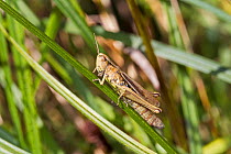 Lesser Marsh Grasshopper (Chorthippus albomarginatus)  Ladywell Fields, Lewisham, England, UK, September.