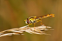 Male Hoverfly (Sphaerophoria scripta) resting on grasshead, Ladywell Fields, Lewisham, England, UK,   September.