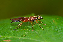 Female Soldier-fly (Sargus bipunctatus) Brockley cemetery, Lewisham, England, UK, September.
