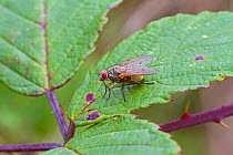 Muscid fly (Helina depunctata) on leaf,  Brockley cemetery, Lewisham, London, England, UK, September.
