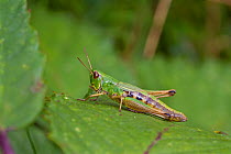 Meadow Grasshopper  (Chorthippus parallelus) Brockley cemetery, Lewisham, England, UK, September.