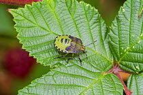 Immature Green Shield Bug (Palomena prasina)  Brockley cemetery, Lewisham, London, England, UK, October.