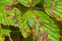 Green Shield Bug (Palomena prasina) camouflaged on Bramble leaf, Brockley cemetery, Lewisham, England, UK, October.