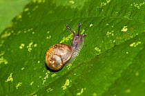 Young Helicid snail (Helix aspersa)  Lewisham, London, England, UK, October.