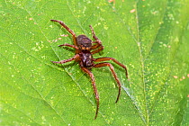 Female Motherphage Spider (Coelotes terrestris) Lewisham, London, England, UK, November.