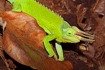 Male Jackson's Chameleon (Trioceros jacksonii xantholophus) captive from Kenya and Tanzania.