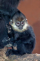 Young Francois' Langur (Trachypithecus francoisi)  captive from south west China to north east Vietnam. Endangered.