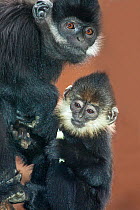 Female and young Francois' Langur (Trachypithecus francoisi)  captive from south west China to north east Vietnam. Endangered.