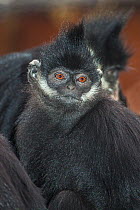 Female Francois' Langur (Trachypithecus francoisi)  captive from south west China to north east Vietnam. Endangered.