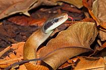Cave Racer (Orthriophis taeniurus ridleyi) captive from Southern Thailand and the Malay Peninsula.