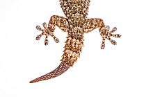 Regenerated tail of Moorish Wall Gecko (Tarentola mauritanica) Crete, Greece, March. Meetyourneighbours.net project.