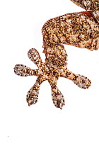 Detail of the foot of the Moorish Wall Gecko (Tarentola mauritanica) Crete, Greece, March. Meetyourneighbours.net project.