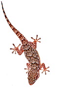 Adult Moorish Wall Gecko (Tarentola mauritanica) Crete, Greece, March. Meetyourneighbours.net project.
