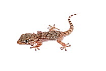Young European house gecko (Hemidactylus turcucus) Crete, Greece, August. Meetyourneighbours.net project.