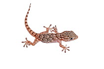 Young European house gecko (Hemidactylus turcucus) Crete, Greece, August. Meetyourneighbours.net project.