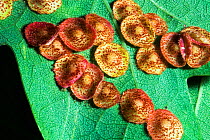 Close up of Common spangle galls caused by the gall wasp (Neuroterus quercusbaccarum) on the underside of an English oak (Quercus robur) leaf. UK.