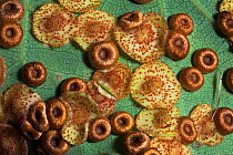 Silk button spangle galls caused by the gall wasp Neuroterus numisalis and Common spangle galls caused by the gall wasp Neuroterus quercusbaccarumon on the underside of an English oak leaf (Quercus ro...
