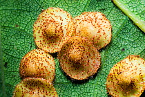 Close up of Common spangle galls caused by the gall wasp (Neuroterus quercusbaccarum) on the underside of an English oak (Quercus robur) leaf.  UK.