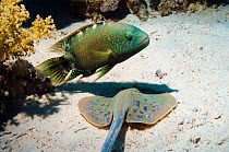 Abudjubbe wrasse (Cheilinus abudjubbe) endemic species, with a Bluespotted ribbontail ray (Taeniura lymna) digging in sandy bottom, hoping to catch any escaping prey.  Egypt, Red Sea.