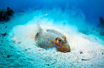 Bluespotted ribbontail ray (Taeniura lymma) foraging in sandy sea bottom to find molluscs or worms.  Egypt, Red Sea.