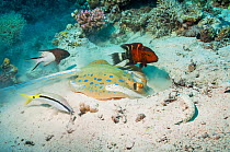 Bluespotted ribbontail ray (Taeniura lymna) digging in the sandy bottom for molluscs or worms, with a Red banded wrasse (Cheilinus fasciatus), a Dash-and-dot goatfish (Parupeneus barberinus), a Lyreta...