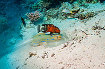 Bluespotted ribbontail ray (Taeniura lymna) digging in the sandy bottom for molluscs or worms, with a Red banded wrasse (Cheilinus fasciatus) hoping to catch escaping prey.  Egypt, Red Sea.