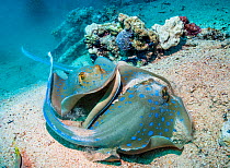 Bluespotted ribbontail rays (Taeniura lymna) with another swimming up from behind. Egypt, Red Sea.