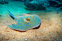 Bluespotted ribbontail ray (Taeniura lymna) lying on sandy bottom.  Egypt,  Red Sea.