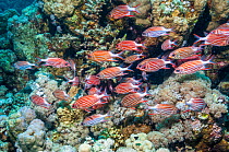 School of Crown squirrelfish (Sargocentron diadema)  Egypt, Red Sea.