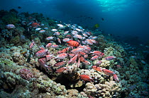 Coral reef with a school of Crown squirrelfish (Sargocentron diadema), a few White-edged-soldierfish (Myripristis murdjan) and a boat in background. Egypt, Red Sea.