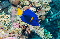Yellowtail tang or surgeonfish (Zebrasoma xanthurum)  Egypt, Red Sea.