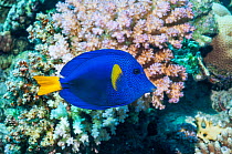 Yellowtail tang or surgeonfish (Zebrasoma xanthurum)  Egypt, Red Sea.