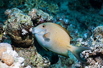 Striped bristletooth or Striated surgeonfish (Ctenochaetus striatus)  Egypt, Red Sea.