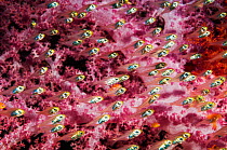 Pygmy sweepers (Parapriacanthus ransonneti) with soft corals (Dendronephthya sp)  Egypt, Red Sea.