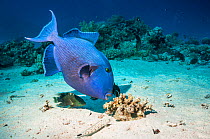 Blue triggerfish (Pseudobalistes fuscus) grubbing for food with Abudjubbe splendor wrasse (Cheilinus abudjubbe), (a Red Sea endemic), and a Speckled sandperch (Parapercis hexophtalma) keeping a close...