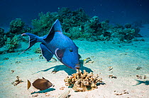 Blue triggerfish (Pseudobalistes fuscus) grubbing for food with a Bluethroat or Whitetail triggerfish (Sufflamen albicaudatus) keeping a close watch for escaping prey.  Egypt, Red Sea.