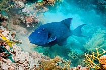 Blue triggerfish (Pseudobalistes fuscus) digging in the sand for molluscs or worms.  Egypt, Red Sea.