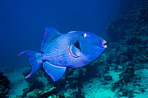 Blue triggerfish (Pseudobalistes fuscus)  Egypt, Red Sea.