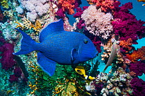 Blue triggerfish (Pseudobalistes fuscus)  Egypt, Red Sea.
