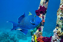 Blue triggerfish (Pseudobalistes fuscus) with a Bluestreak cleaner wrasse.  Egypt, Red Sea.