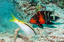 Redbanded or Redbreasted wrasse (Cheilinus quinquecinctus) following a Dash-and-dot goatfish (Parapeneus barbarinus) digging in the sand for food.  Egypt, Red Sea.