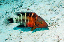 Redbanded or Redbreasted wrasse (Cheilinus quinquecinctus)  Egypt, Red Sea.
