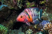 Redbreasted wrasse (Cheilinus quinquecinctus) with a Bluestreak cleaner wrasse (Labroides dimidiatus)  Egypt,  Red  Sea.