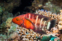 Redbreasted wrasse (Cheilinus quinquecinctus) with a Bluestreak cleaner wrasse (Labroides dimidiatus)  Egypt,  Red  Sea.
