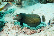 Rockmover wrasse (Novaculichthys taeniorus) carrying a piece of rubble. Egypt, Red Sea.