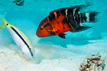 Redbreasted wrasse (Cheilinus quinquecinctus) with a Dash-and-dot goatfish (Parapeneus barbarinus) digging in the sand for food.  Egypt, Red Sea.