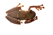 Manaus slender-legged tree frog (Osteocephalus taurinus) Chenapau, Guyana. Meetyourneighbours.net project.