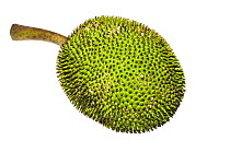 Jackfruit (Artocarpus heterophyllus) Chenapau, Guyana. Meetyourneighbours.net project.